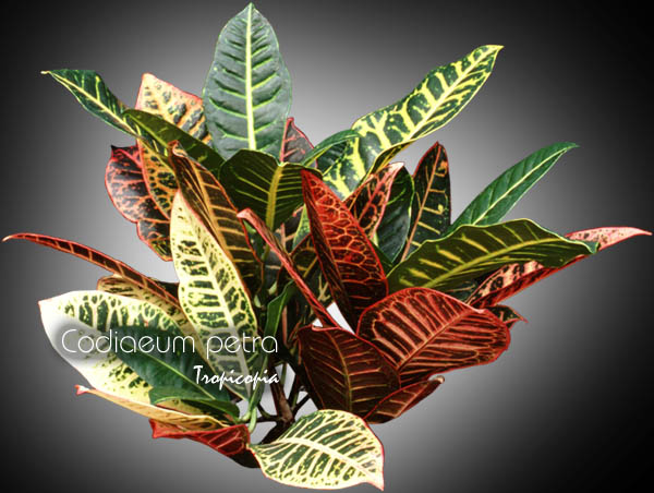 Foliage plant - Codiaeum petra - Croton